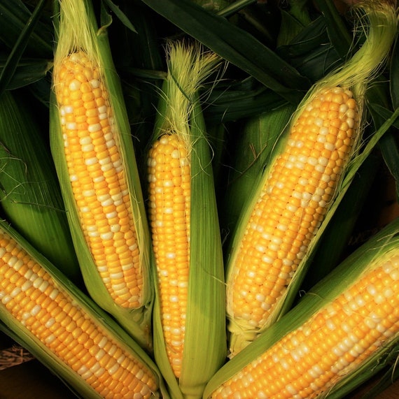 Peaches and Cream Sweet Corn Seeds Bicolor Yellow & White Etsy