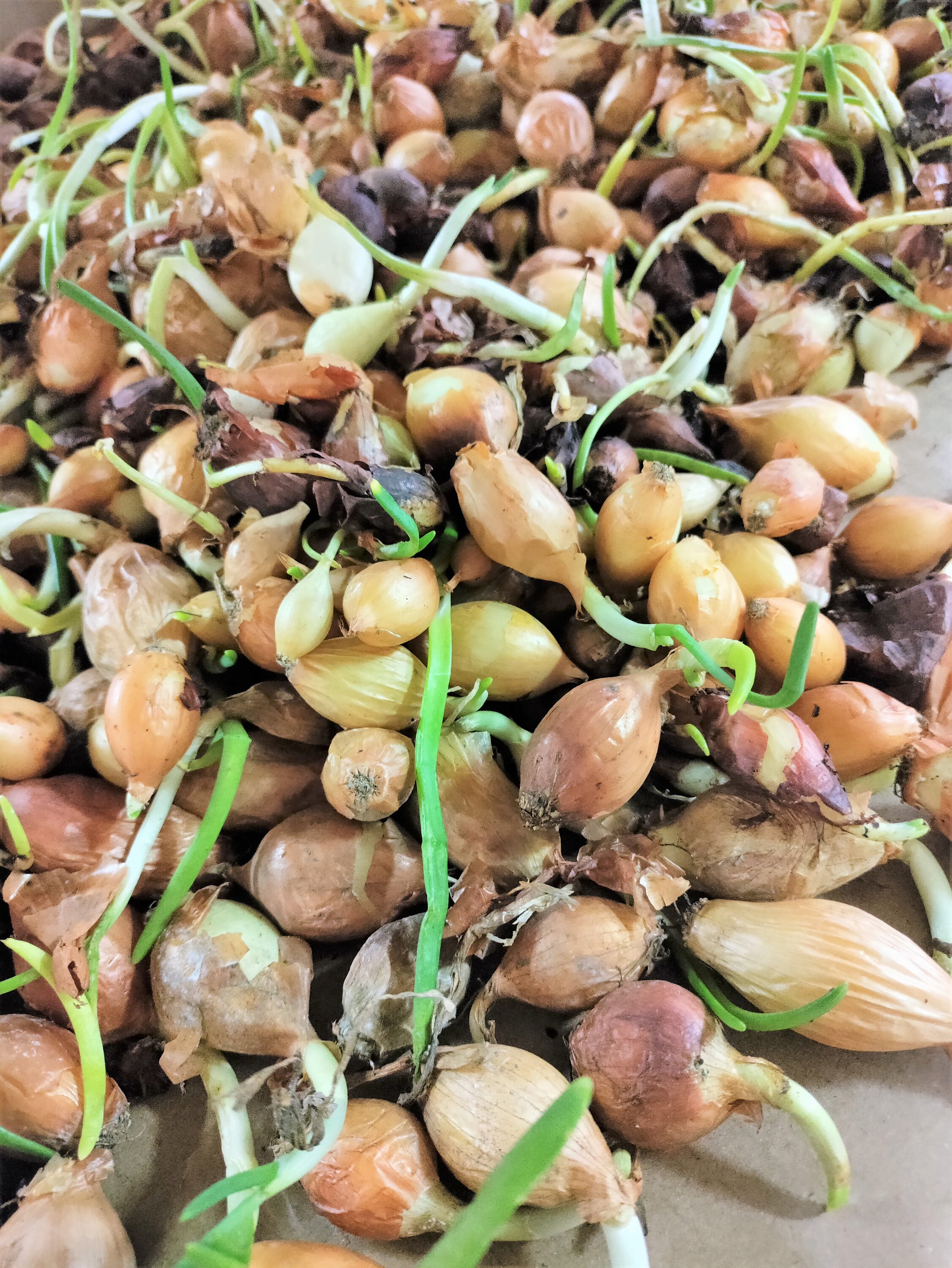 Super Sweet Candy Onion Sets bulbs Yellow Vidalia Onions Etsy