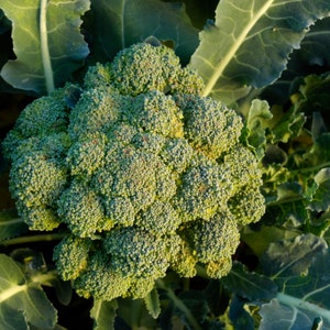 for 2021 Growing Season Waltham Heirloom 500 Broccoli Seeds 