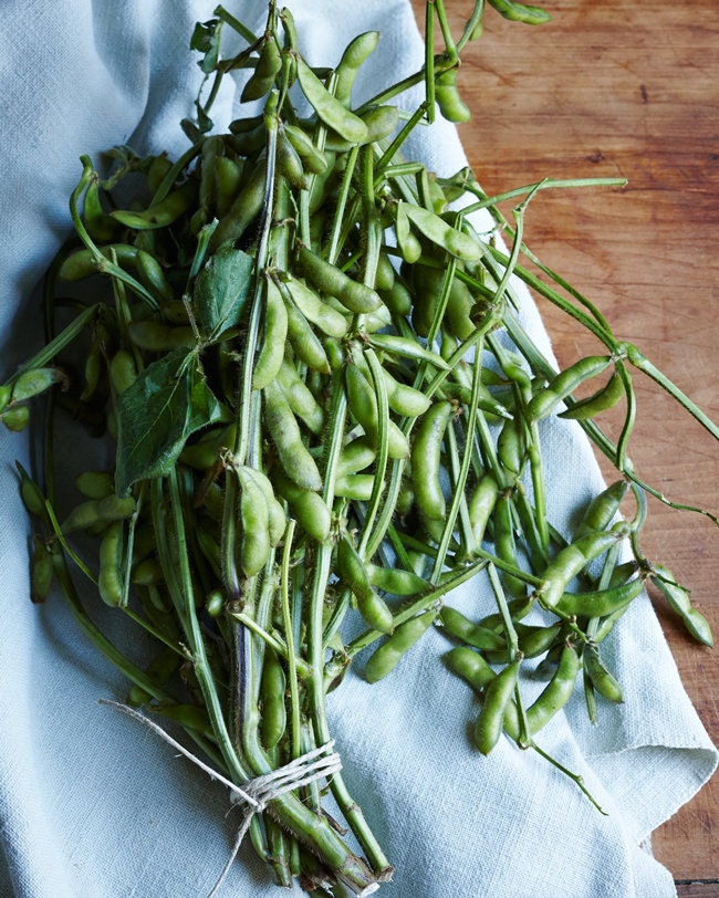 Midori Giant Japanese Edamame Seeds Non GMO Planting Soy Etsy