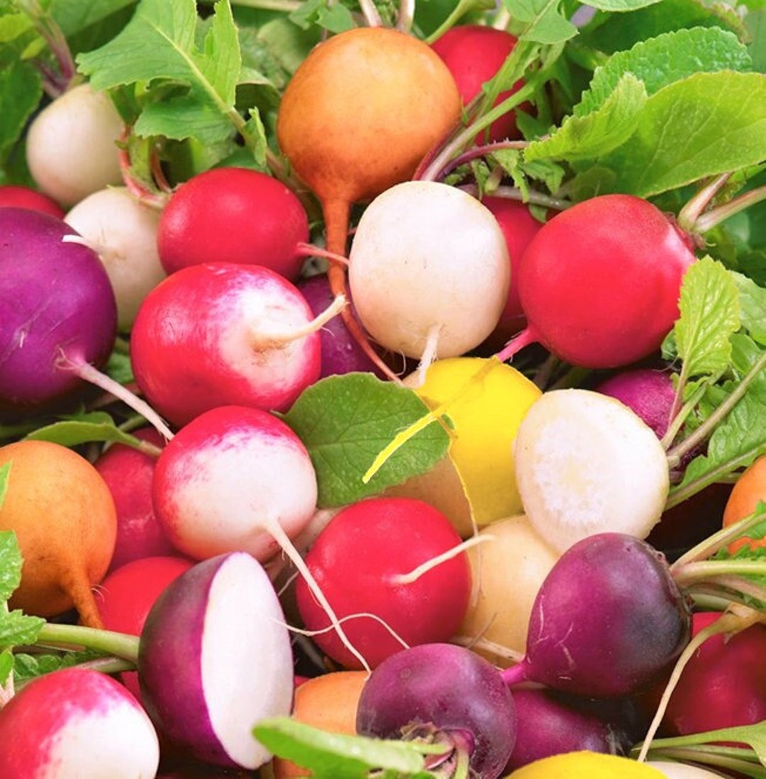 Crayon Colors Mix Radish Seeds Colorful Rainbow Yellow Pink Purple