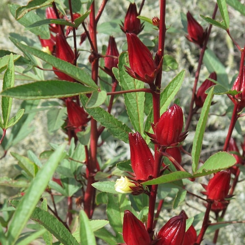 Red Hibiscus Roselle Seeds | Hibiscus Sabdariffa Burmese Chin Baung Jamaican Sour Leaf Sorrel Jamaica Asian Herb Seed For 2024 Free Shipping