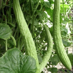 Armenian Cucumber Seeds Yard Long Serpent Snake Melon Pale Green Wild Kakri Metki Chanbar Asian Vegetable Seed Fresh 2024 Fast Shipping image 2