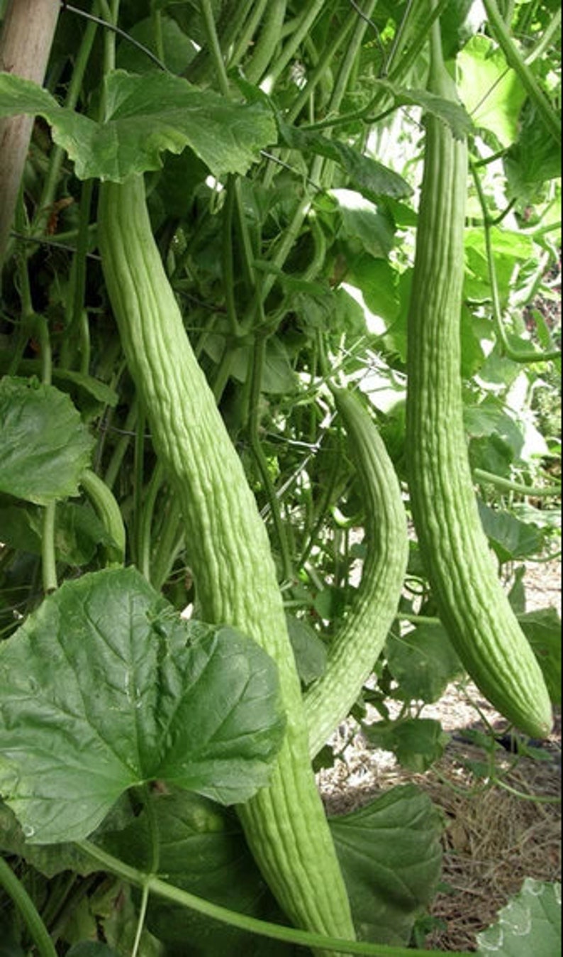 Armenian Cucumber Seeds Yard Long Serpent Snake Melon Pale Green Wild Kakri Metki Chanbar Asian Vegetable Seed Fresh 2024 Fast Shipping image 2