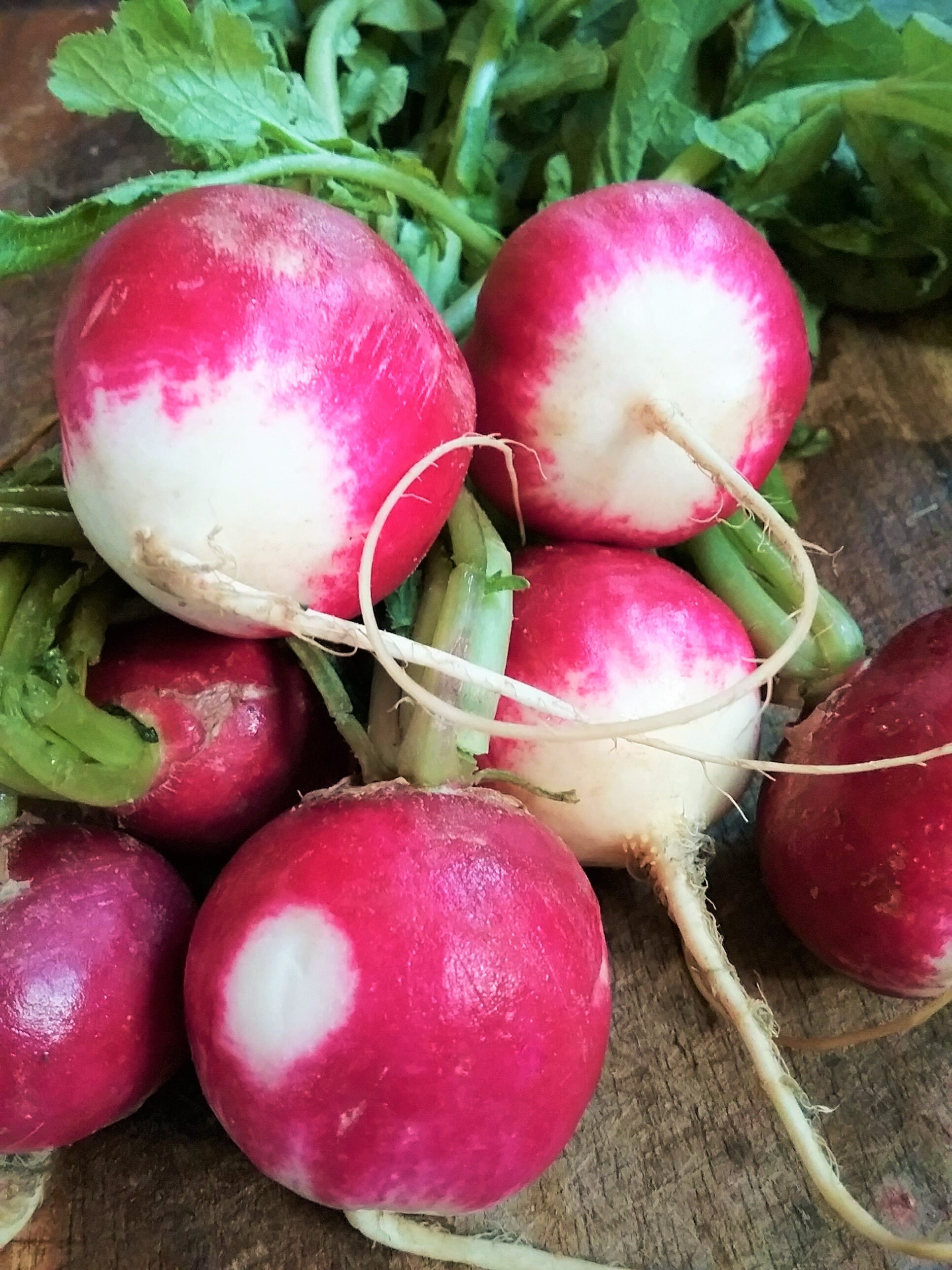 Sparkler Radish Seeds Red White Globe Radishes Garden Pink Etsy