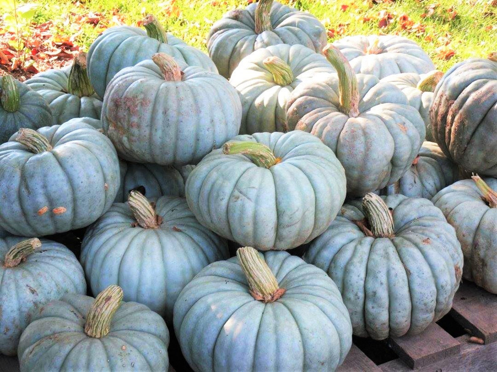 Jarrahdale Blue Pumpkin Seeds Cinderella Fairytale Winter Etsy