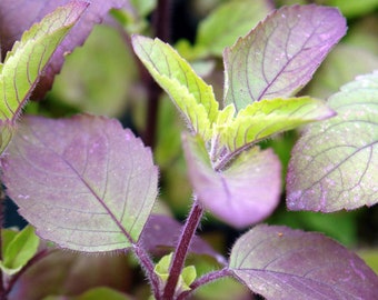 Red Leaf Holy Basil Seeds (Krishna Tulsi) | Ocimum Sanctum Tenuiflorum Tulasi Sweet Flower Purple Thai Kra Pow Herb Seed 2024 Fast Shipping