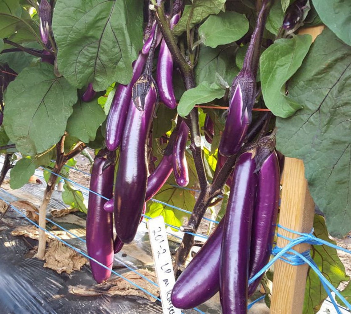 Chinese Eggplant Seeds USA Long Purple Eggplants Aubergine Etsy