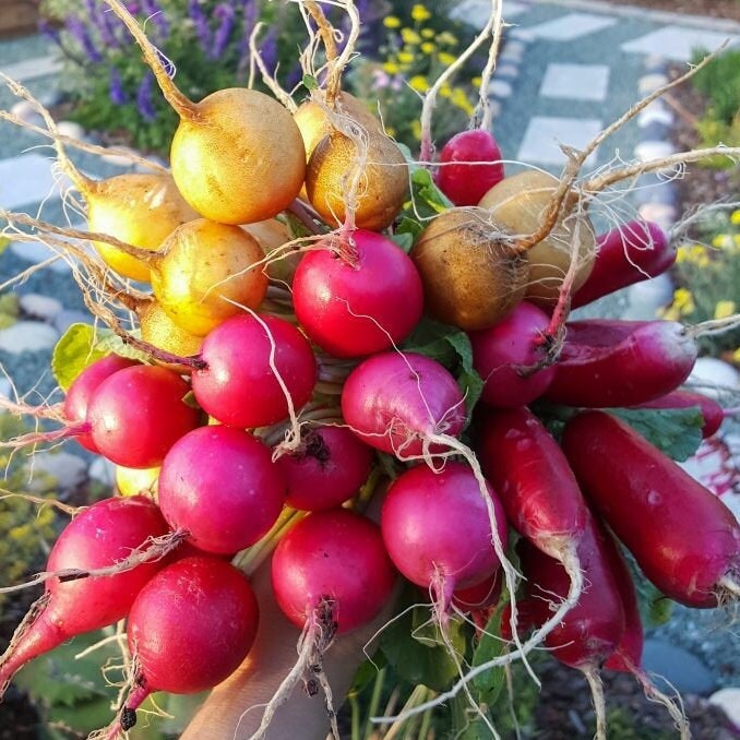 Crayon Colors Mix Radish Seeds Organic Non GMO USA Garden Etsy