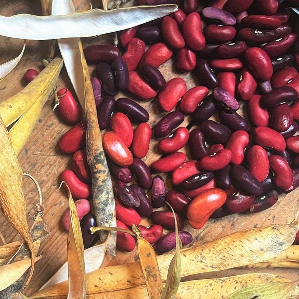 Dark Red Kidney Bean Seeds | For Planting Mexican Chili Ramja Brenebon Bush Shell Beans Garden Vegetable Seeds For 2024 Season Fast Shipping