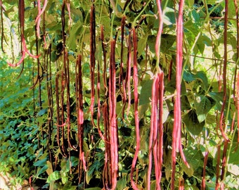 Red Noodle Yard Long Bean Seeds | Asparagus, Beans, Chinese, Red Brown Beans Purple Pole Asian Vegetable Seed 2024 Season Fast Shipping