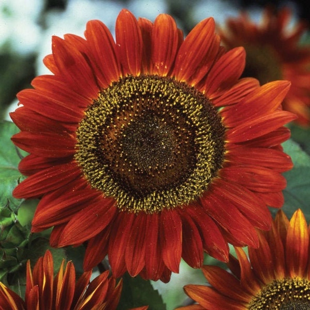 Red Sun Sunflower Seeds Maroon Burgundy Gold Sun Flower Non GMO ...