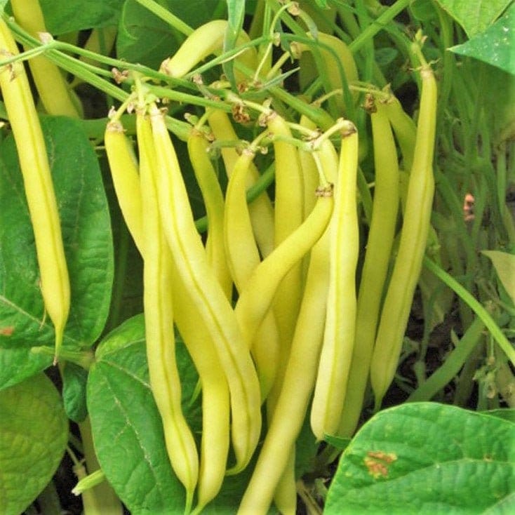 Kentucky Wonder Yellow Wax Bean Seeds Pole Heirloom NonGMO Etsy