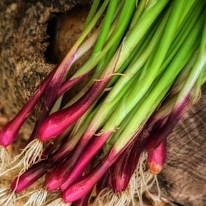 Red Beard Spring Onion Seeds | Scallion Garlic Chives Purple Green Onions Perennial Asian Vegetable Seed For 2024 Season Fast Shipping