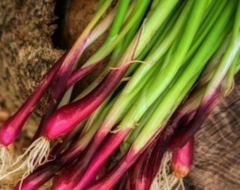 Red Beard Spring Onion Seeds | Scallion Garlic Chives Purple Green Onions Perennial Asian Vegetable Seed For 2024 Season Fast Shipping