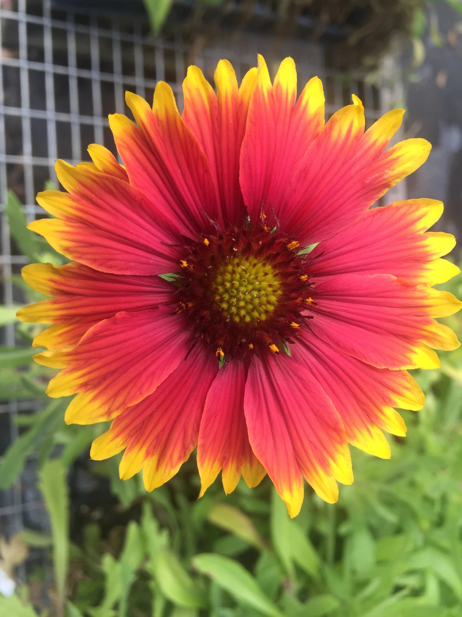 Indian Blanket Flower Seeds Gaillardia Firewheel Garden Etsy