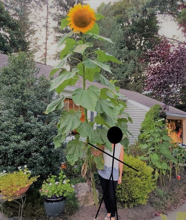 Mammoth Grey Stripe Sunflower Seeds Huge Giant Yellow Sun Etsy