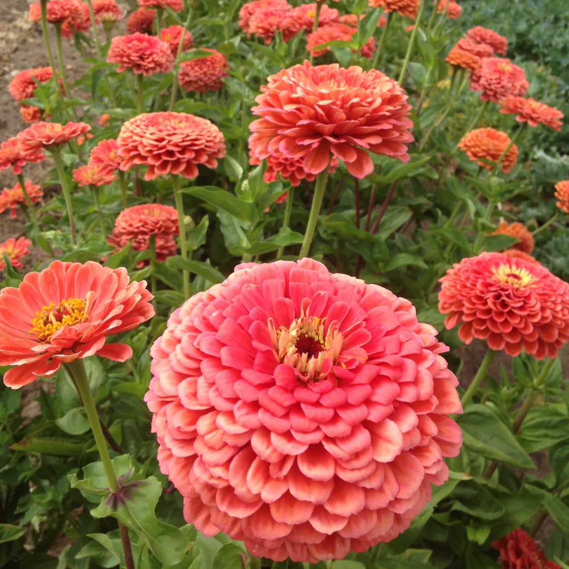 Coral Beauty Zinnia Seeds Non GMO Heirloom USA Garden Giant Etsy