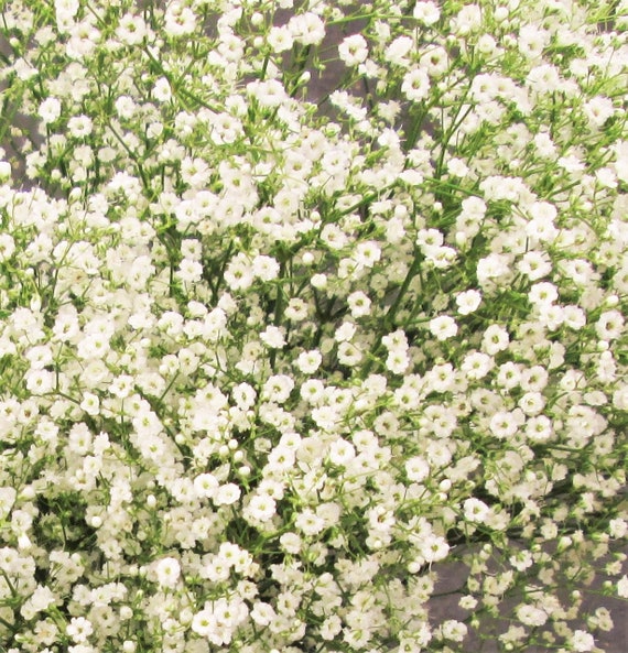 15pcs Faux Breath White Artificial Gypsophila Stem Baby's Breath Bouquet