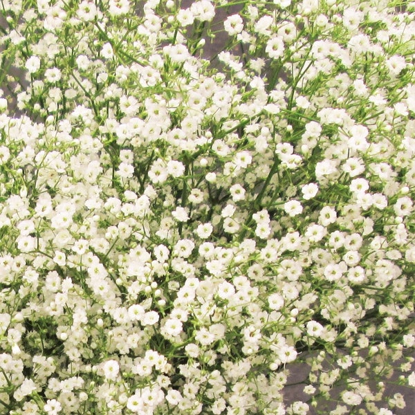 Elegante gipskruidzaden | Gypsophila Elegans Jaarlijkse Opzichtige Witte Vuller Bloemzaad Kraamcadeau Niet GMO 2024 Seizoen Snelle Verzending