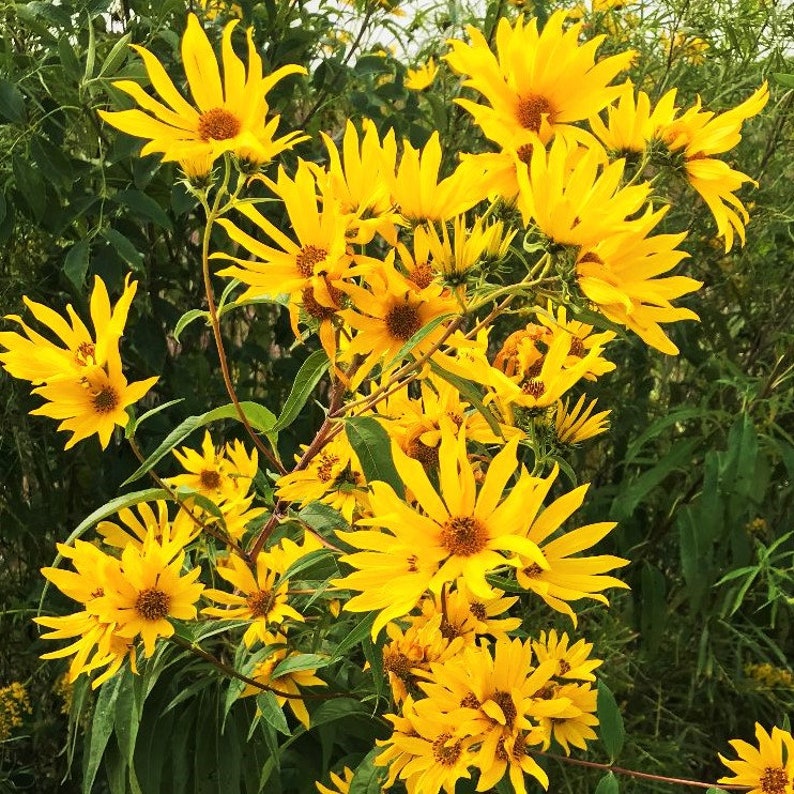 Maximilian Sunflower Seeds Prairie Sun Flower Yellow Etsy