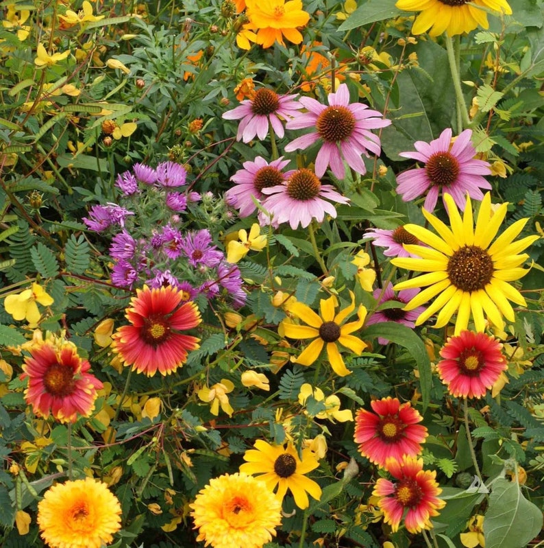 Birds, Bees, Butterflies Pollinator Mix Flower Seeds 22 Species Variety Fragrant Color Annual Perennial Flowers Seed 2024 Fast Shipping image 2