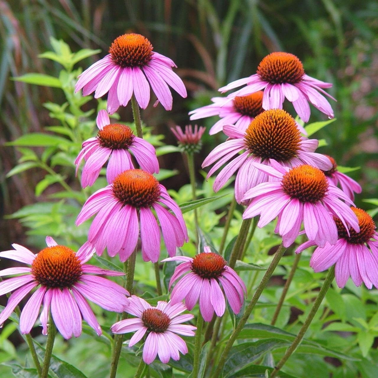 purple coneflower embroidery purple coneflower embroidery