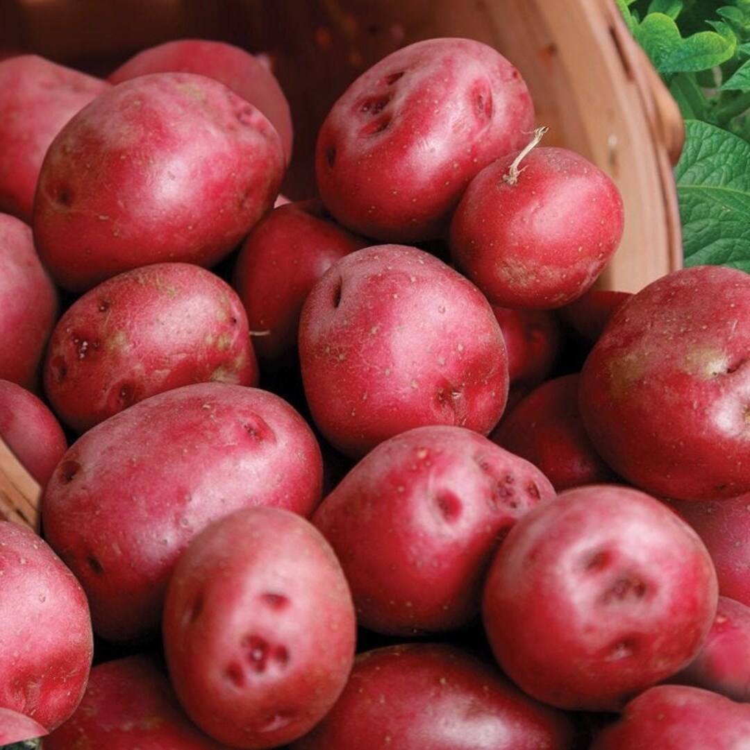 AVAILABLE MARCH 2025 Pontiac Red Seed Potatoes USDA Certified for