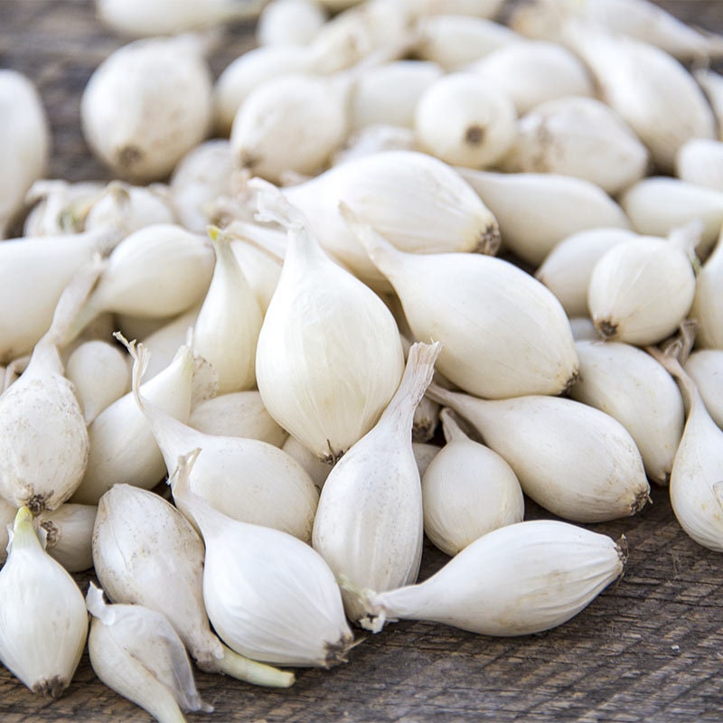 Snowball White Onion Set Starter Bulbs Intermediate Non Etsy