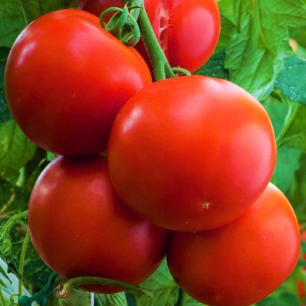 Ace 55 Tomato Seeds | Farmers Market Disease Resistant Travel Safe Heirloom Red Tomatoes Fruit Vegetable Seeds For 2024 Season Fast Shipping