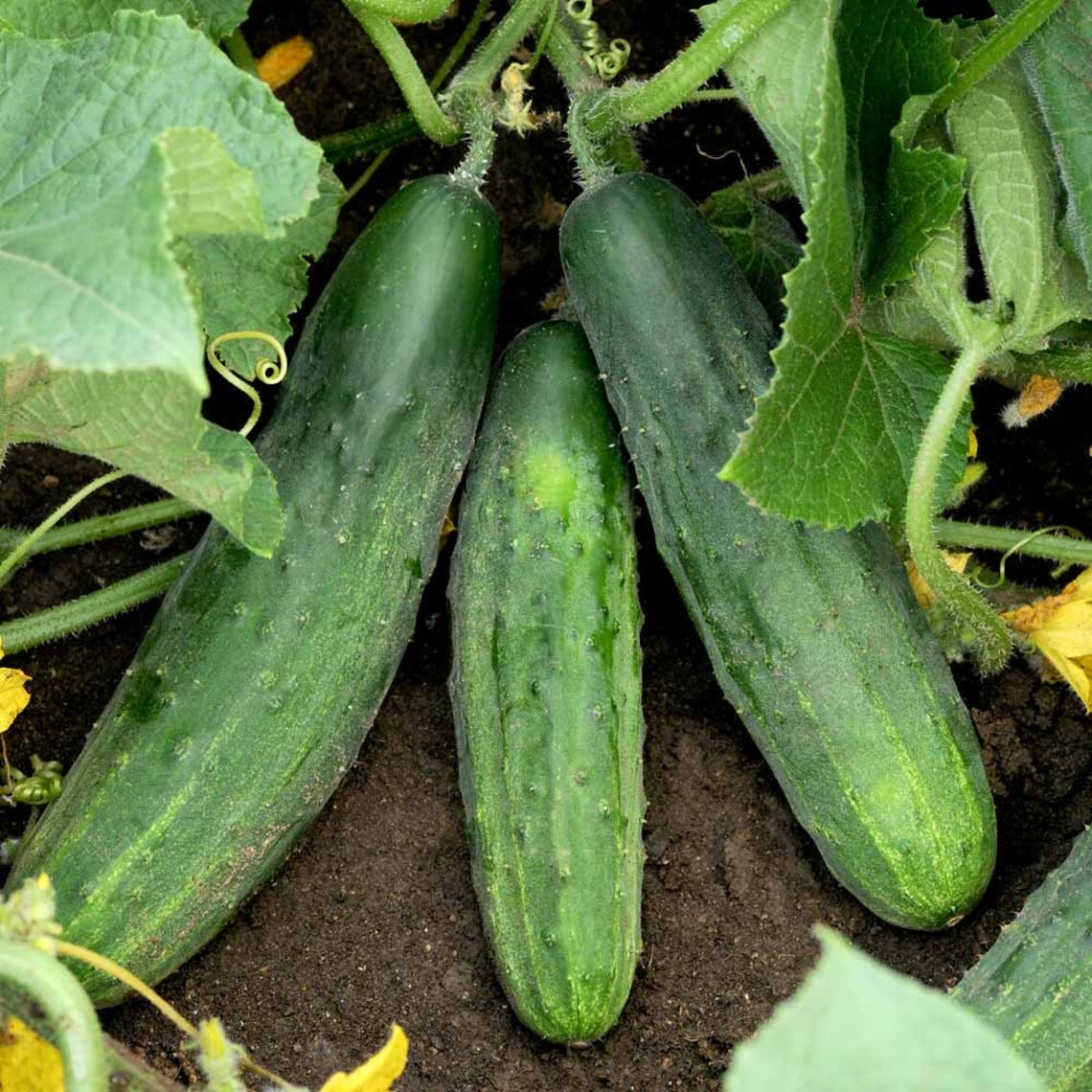 Spacemaster 80 Cucumber Seeds Organic Non GMO Heirloom Bush Etsy