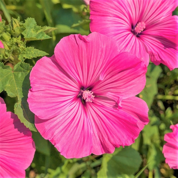 Pink Rose Mallow Seeds | Malva Trimestris Annual Hibiscus Common Tree Mallows French Hollyhock Flower Seed For 2024 Season Fast Shipping