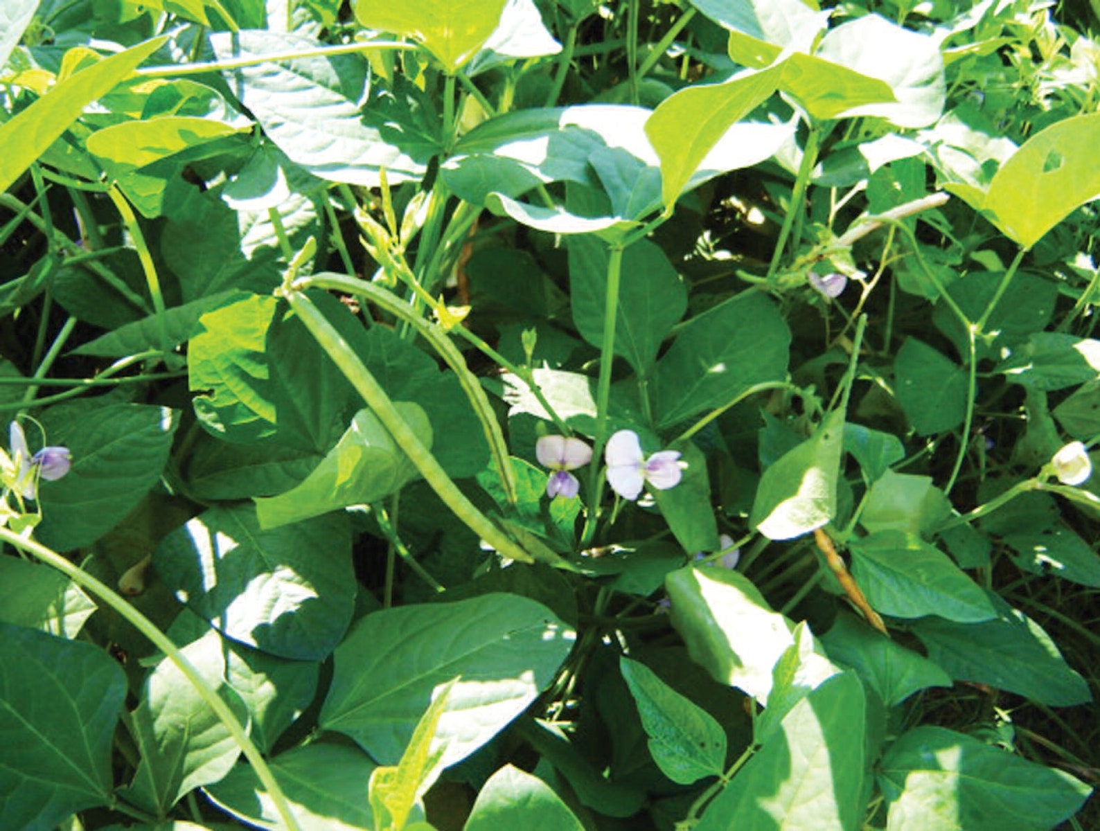 Iron and Clay Cowpea Seeds Southern Field Pea Cover Crop Etsy