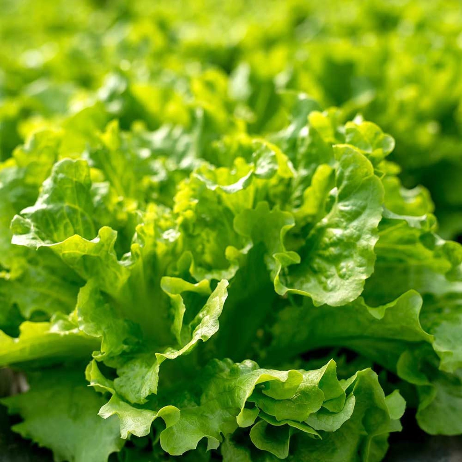 Salad Bowl Leaf Lettuce Seeds Non GMO Heirloom Garden Spring Etsy