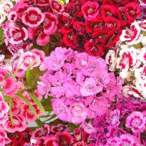 Sweet William Mix Seeds | Dianthus Barbatus Red Purple Pink White Baby Carnation Flowers Flower Seed Non GMO 2024 Season Fast Shipping