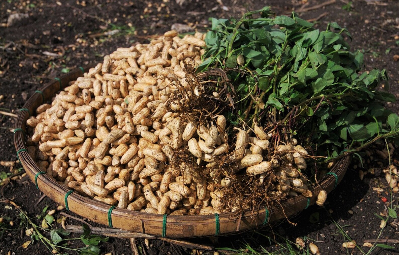 Jumbo Bailey Virginia Peanut Seeds for Planting Top Producer Groundnut