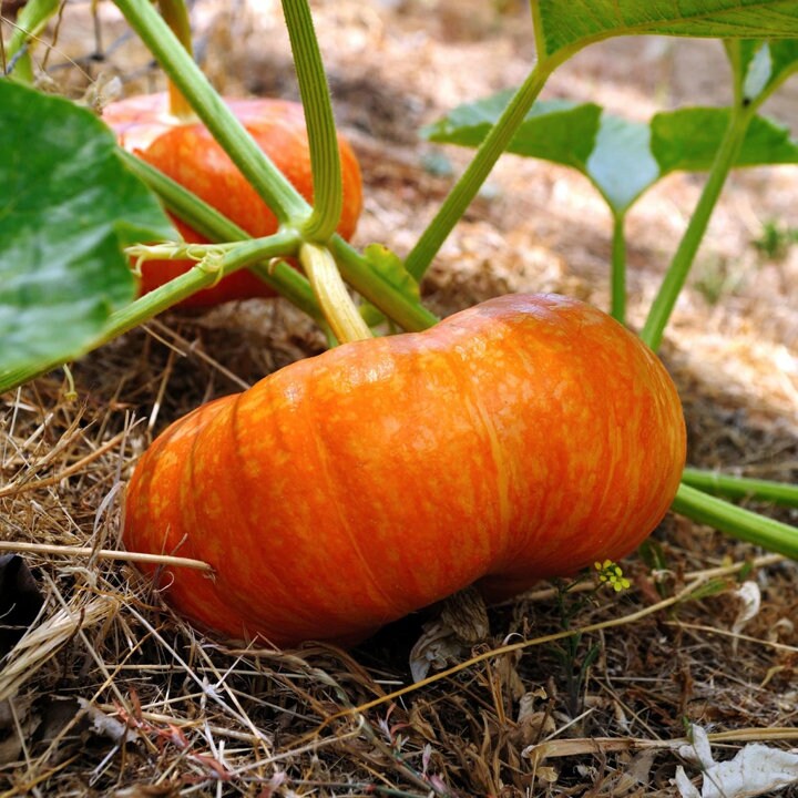 Cinderella Pumpkin Seeds Fairytale Coach Carriage French India Cinderella Pumpkin Seeds Fairytale, How To Get Water Out Of Basement Without A Pumpkin