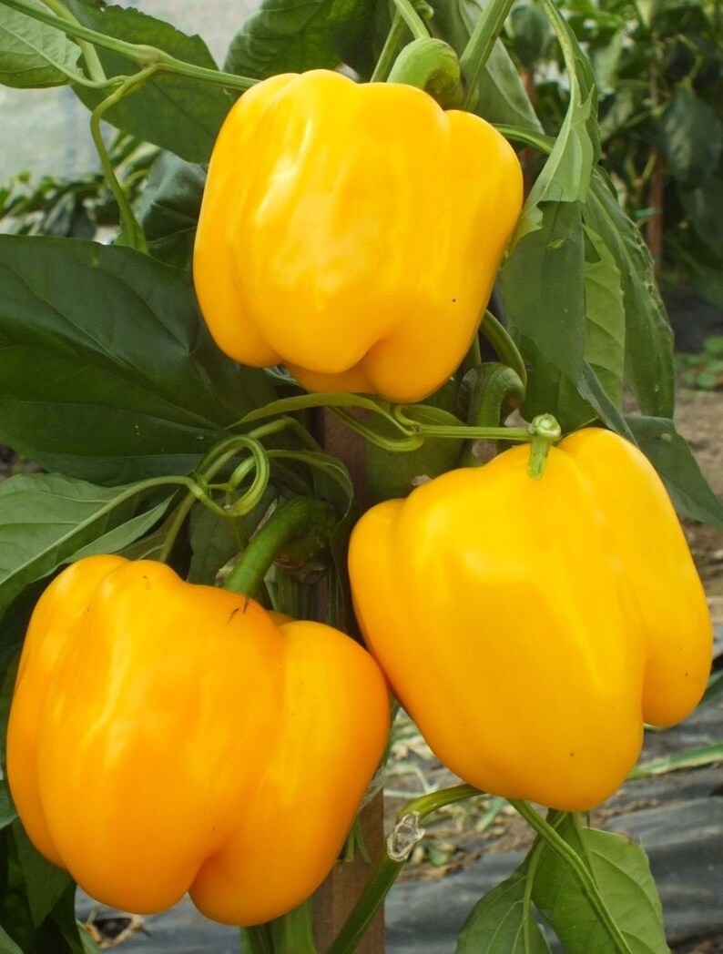 Golden California Wonder Sweet Bell Pepper Seeds Organic Non Etsy