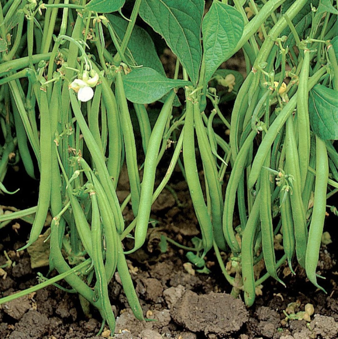 Blue Lake 274 Green Bean Seeds bush Non GMO Stringless USA Garden