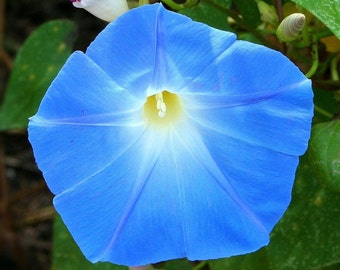 Heavenly Blue Morning Glory Seeds | Ipomoea Tricolor USA Garden Vine Tropical Moon Clarkes Flower Seed Non GMO For 2024 Season Fast Shipping