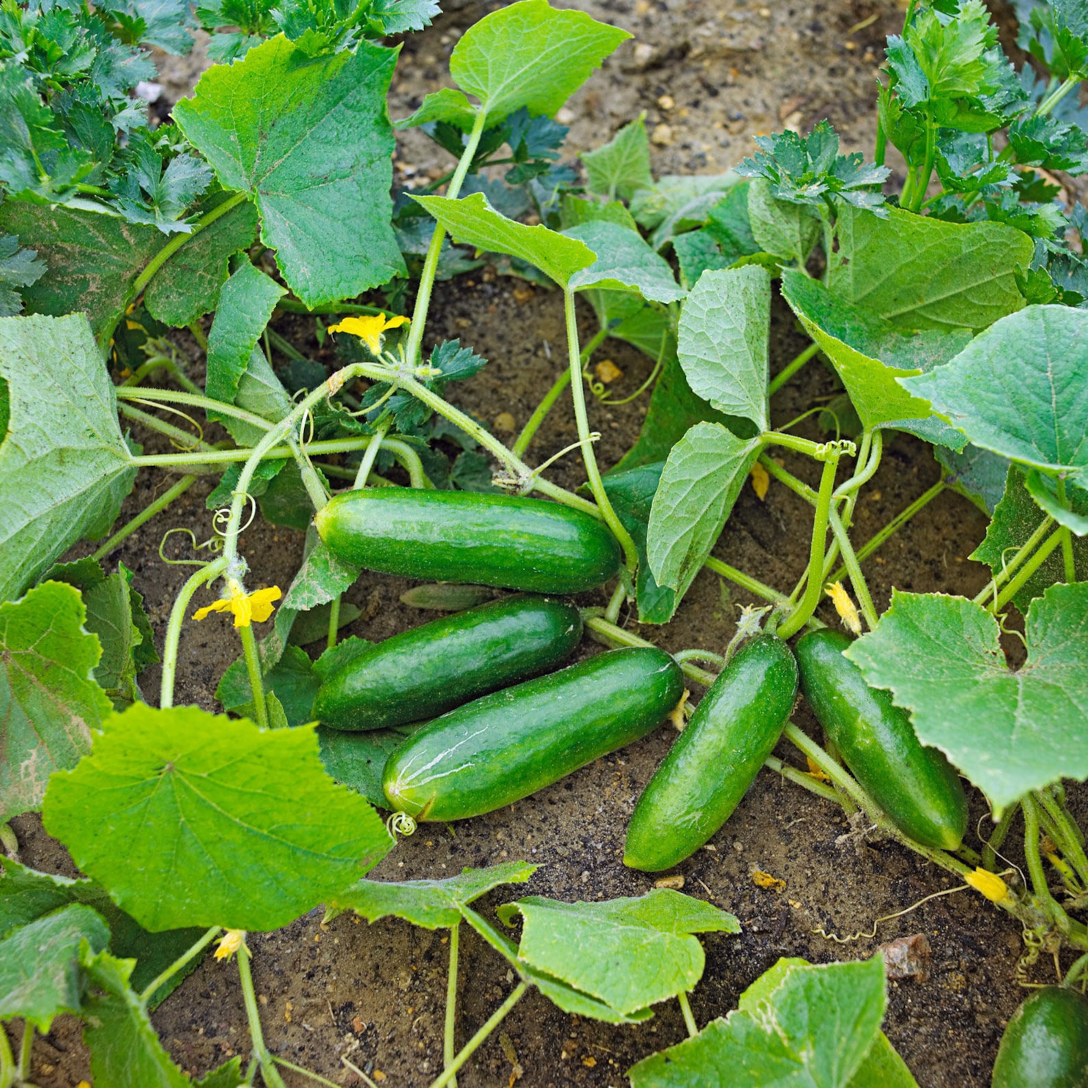 Spacemaster 80 Cucumber Seeds Organic Non GMO Heirloom Bush Etsy