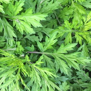 Yomogi Mugwort Seeds | Artemisia Princeps Japanese Kui Ho Fu-Chiba Kusa Korean Wormwood Moxa Asian Herb Seed For 2024 Season Fast Shipping