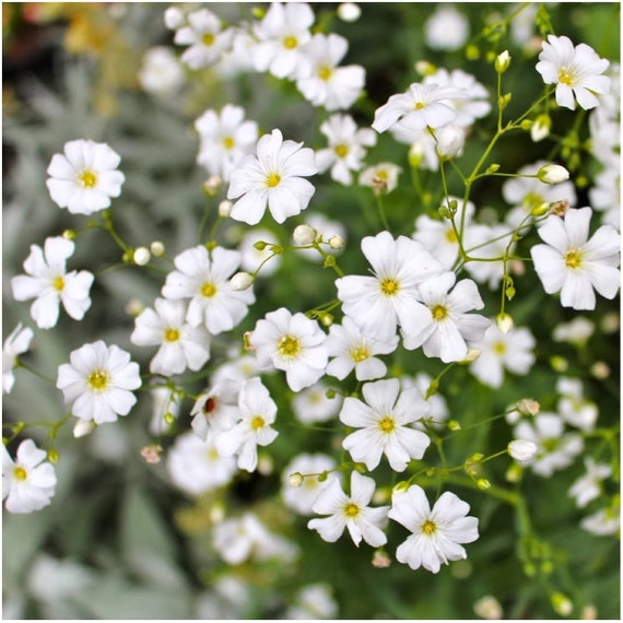 Elegant Baby's Breath Seeds Gypsophila Elegans Annual - Etsy