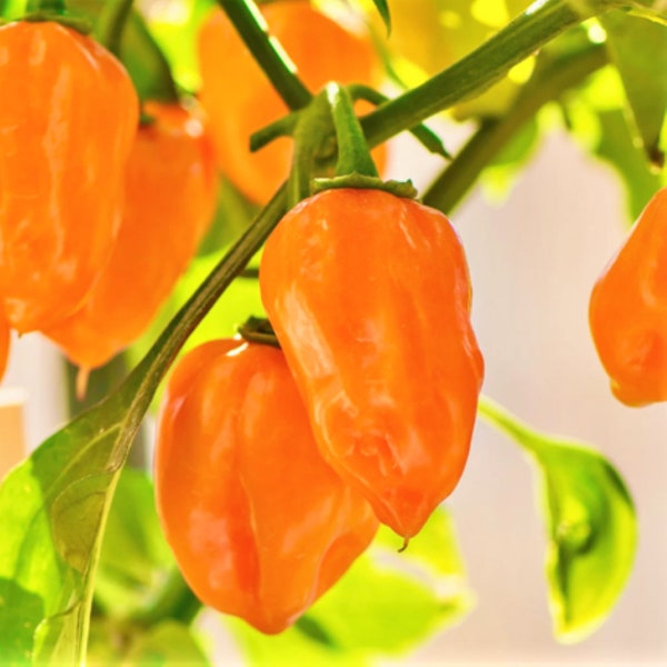 Orange Habanero Pepper Seeds | 350,000 Scoville Spicy Hot Tropical Pepper Chili Scotch Bonnet Vegetable Seed for 2024 Season Fast Shipping