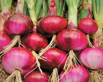 Ruby Red Onion Seeds | Sweet Long Day Onions Non GMO Open Pollinated Heirloom Garden Vegetable Green Onions Scallion Seed 2024 Fast Shipping