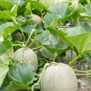 Rocky Ford Green Cantaloupe Seeds Heirloom Green Flesh Netted Gem Honeydew Japanese Muskmelon Melon Fruit Seed 2024 Season Fast Shipping image 2