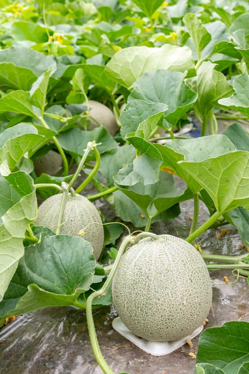 Rocky Ford Green Cantaloupe Seeds Heirloom Green Flesh Netted Gem Honeydew Japanese Muskmelon Melon Fruit Seed 2024 Season Fast Shipping image 2