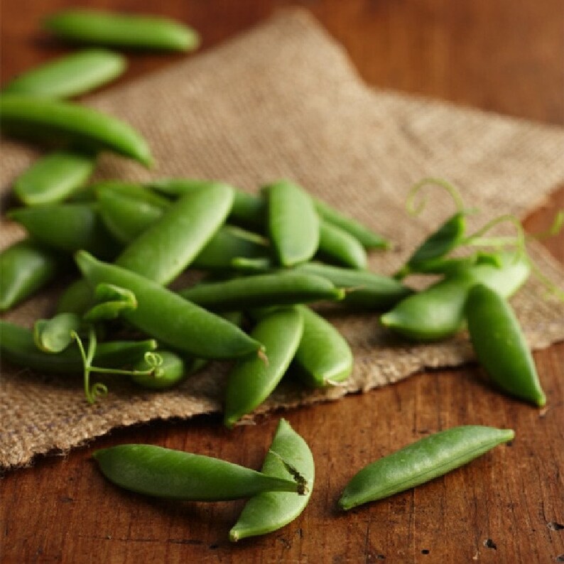 sugar snap peas seed sugar snap peas seed