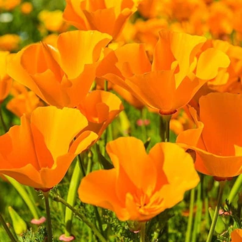 Giant Orange California Poppy Seeds USA Garden Flower Live Etsy