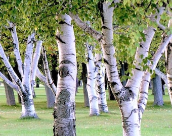 White Paper Birch Tree Seeds | Betula Pendula European Flaky Bark Yellow Foliage Weeping Deciduous Tree Seed For 2024 Season Fast Shipping